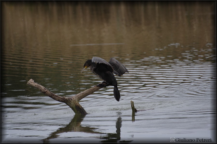 cormorano vs cormorano.